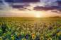 Preview: Wandbild - Sonnenblumen im Sonnenuntergang aus Deutschland