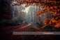 Mobile Preview: "Indian Summer Herbstwald" Ulm Lehr - Wandbild, Alu-Dibond, Acryl, Leinwand, Poster, Foto 90x60 120x80 150x100