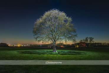 Wandbild - Wallenhorst Solitärpflanze Baum nachts beleuchtet