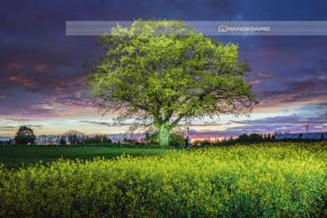 Wandbild - Elchingen Solitärpflanze Baum nachts beleuchtet