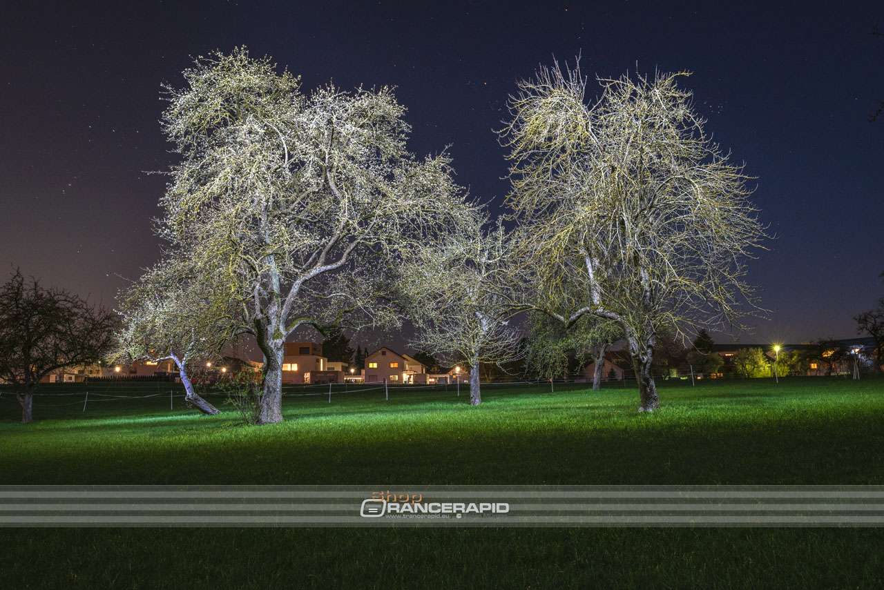 Wandbild - Lehr Solitärpflanzen Bäume nachts beleuchtet
