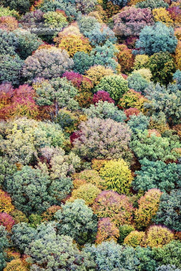 Wandbild - Bunte Herbst Bäume