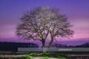 Wandbild - Rulle Solitärpflanze Baum nachts beleuchtet