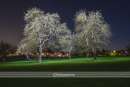 Wandbild - Lehr Solitärpflanzen Bäume nachts beleuchtet