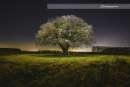 Wandbild - Melle Solitärpflanze Baum nachts beleuchtet