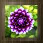 Preview: Wall calender nature 2024 - "Say it through the flower" - july-picture