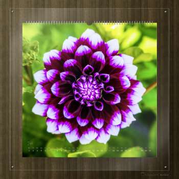 Wall calender nature 2024 - "Say it through the flower" - july-picture