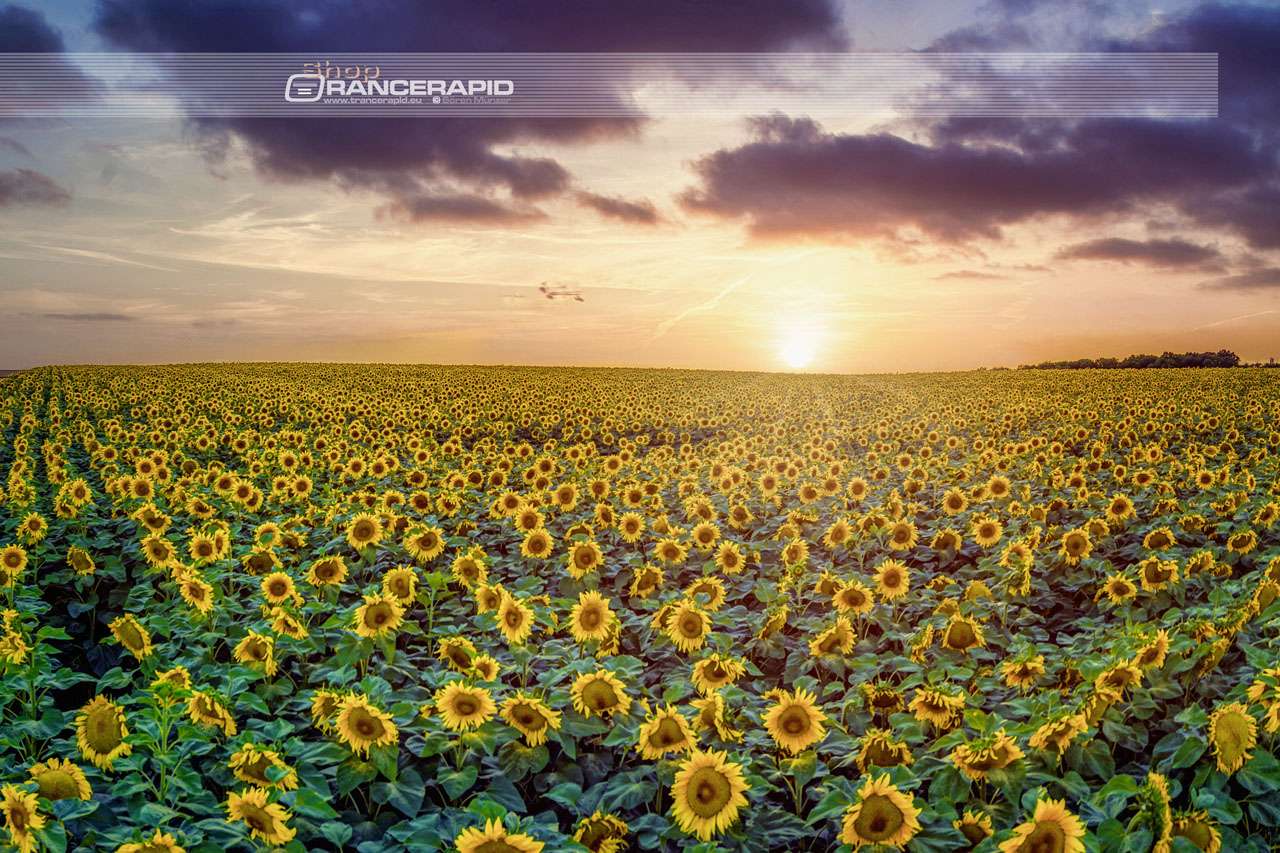 Mural - Sunflowers in the sunset in Germany