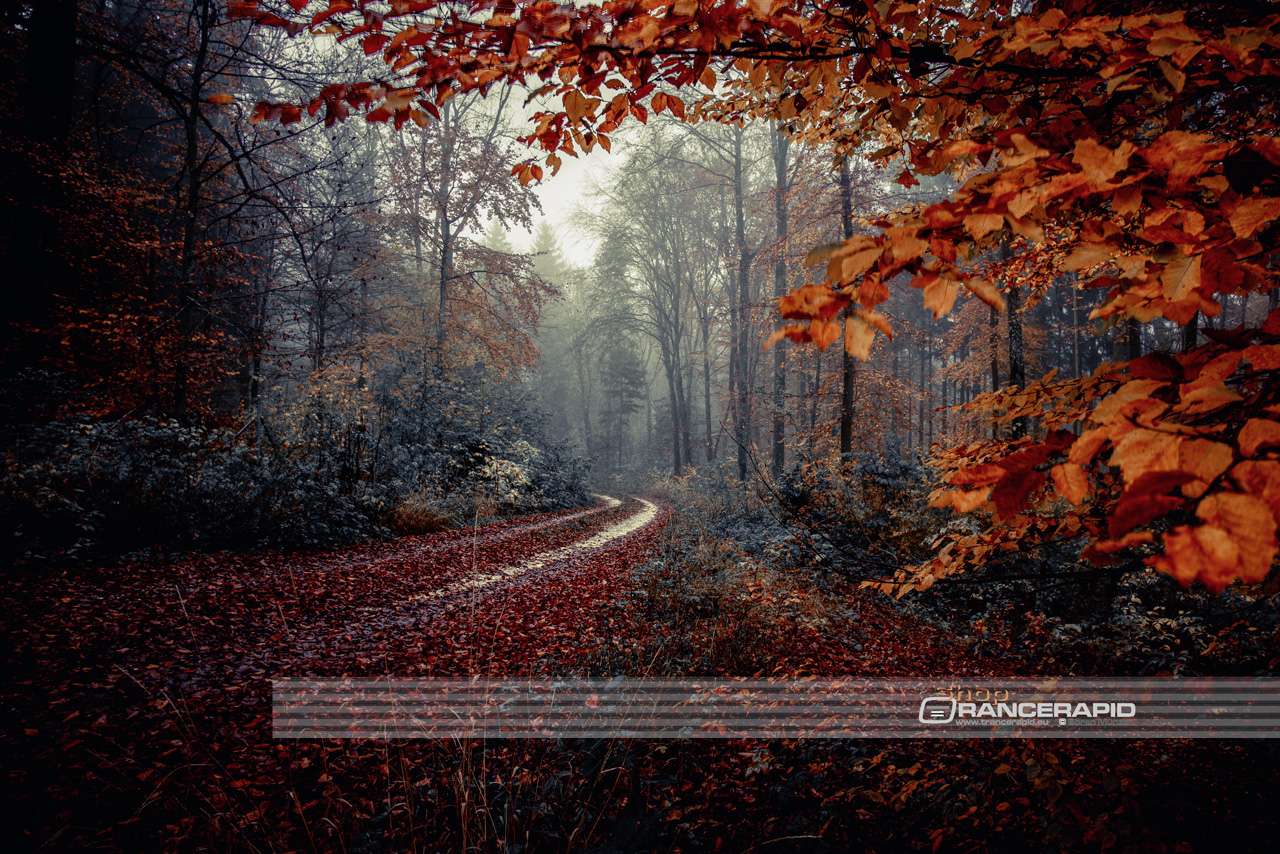 "Indian Summer Autumn Forest" Ulm Lehr - wall picture, alu-dibond, acrylic, canvas, poster, photo 90x60 120x80 150x100
