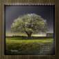 Preview: Kalender Bäume 2026 - "Nächtliche Bäume" Monat November